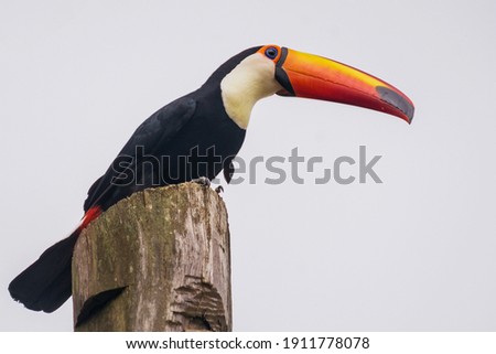 Toco Toucan (Ramphastos toco) perched on pole
