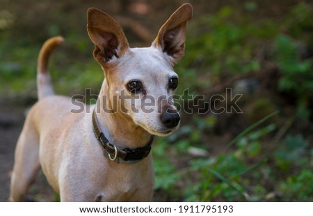 Dog Miniature Pinscher standing in Forest | Watchdog Royalty-Free Stock Photo #1911795193