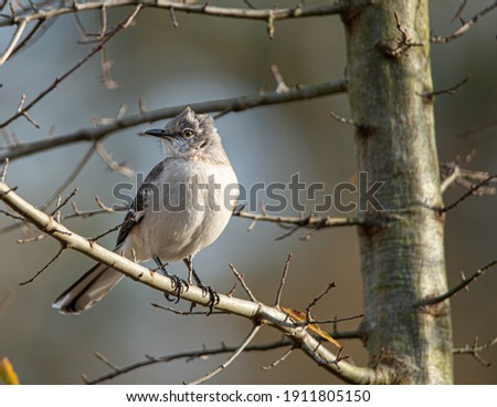 A Small Mockingbird perches on a tree branch near her nest