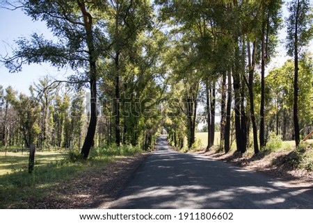 Long country road lined by trees