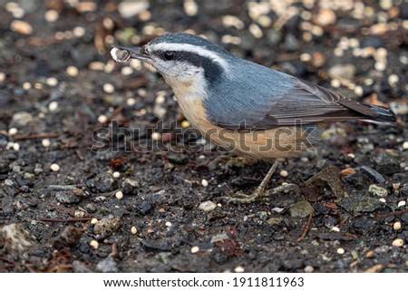 close up of one red-breasted nuthatch bird picking the seeds on the ground in the park Royalty-Free Stock Photo #1911811963