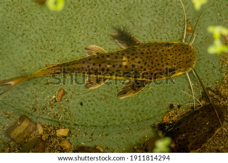 leopart catfish or Redtail catfish X tiger shovelnose catfish Royalty-Free Stock Photo #1911814294