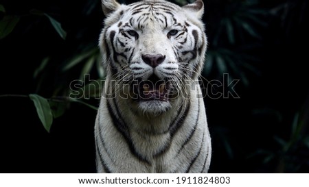 White Tiger staring directly at the camera