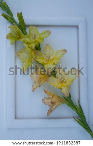 gladiolus, red gladiolus, heart, white frame, postcard, white background, beautiful gladiolus with hearts on a white background