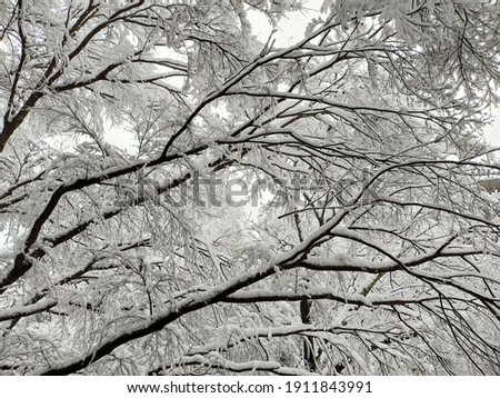 Snow-capped forest, quiet winter landscape, Japanese mountains
