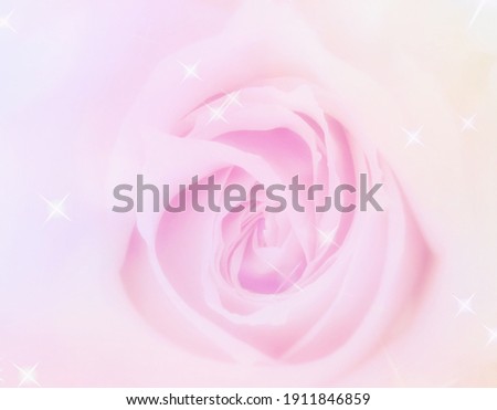 Blurred closeup pink rose background