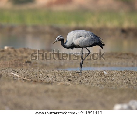 India, 23 December, 2020 : Demoiselle crane bird foraging on wetland. black, grey, crane bird standing on wetland. Anthropoides virgo. waterbird.