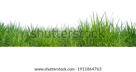 Green Grass Border isolated on white background.The collection of grass.(Manila Grass)The grass is native to Thailand is very popular in the front yard. Royalty-Free Stock Photo #1911864763