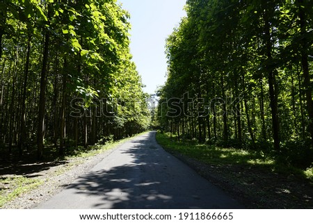 Teak tree forest with a road in the middle