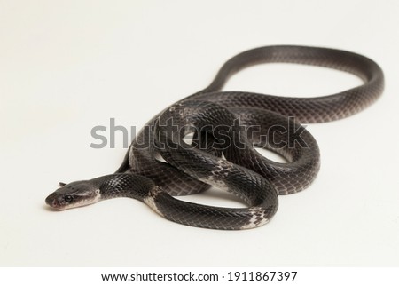 white-banded wolf snake or Malayan banded wolf snake (Lycodon subcinctus) on white background