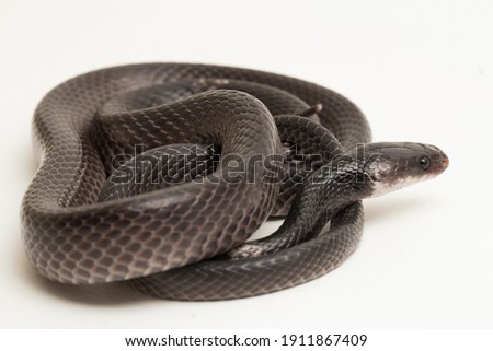 white-banded wolf snake or Malayan banded wolf snake (Lycodon subcinctus) on white background