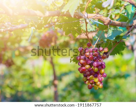 Black Opor Grapes It is a seedless grape with a special flavor that is popular. Of consumers today Royalty-Free Stock Photo #1911867757