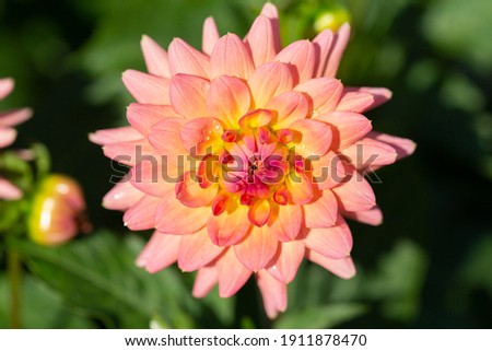 Isolated View of a Single Sunlit Vibrant Flamingo Pink Decorative Variety Dahlia Flower Against an Out of Focus Garden Background