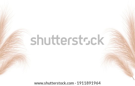 Dried natural pampas grass. Floral ornamental elements in boho style. Vector illustration of cortaderia selloana. New trendy home decoration. Flat lay with copy space, top view. Royalty-Free Stock Photo #1911891964