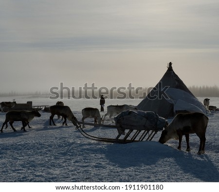 Ethnography. Living at the home of the indigenous population of the Arctic. Spring in Sweden Royalty-Free Stock Photo #1911901180