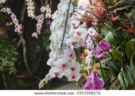 Ornamental plant in the garden, stock photo