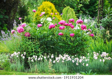 peonies blooming together with dianthus plumarius in private summer garden. Cottage style gardening and companion planting.