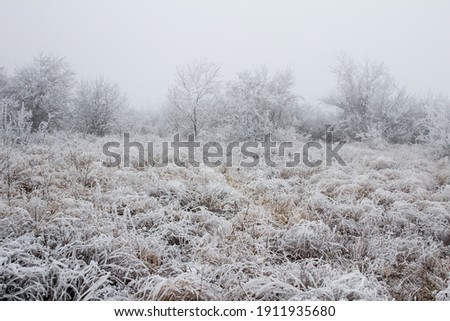 Snowy forest on a gloomy day tree covered with snow. Snow-covered winter steppe during fog. Trees and grass covered with frost