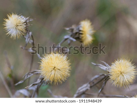 Dried autumn meadow flower on a background of dry grass. Plants' seeds. Autumn season. Dry field. wild flower. Natural background. Background picture. Seasons. Plants in nature. close-up