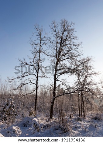 winter season with snow in the park or forest, cold winter weather in the park or forest in frosts, deciduous trees without leaves in the winter season
