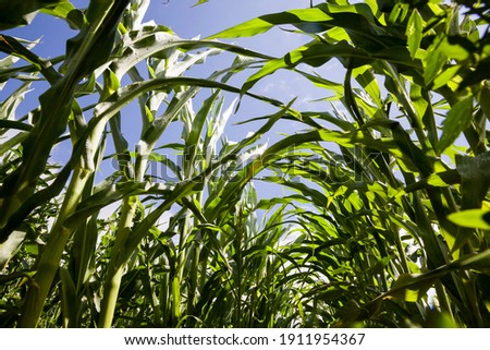 sunlit agricultural field with green sweet corn, on maize corn natural dirt and dirt and damage appeared during growth, used for food