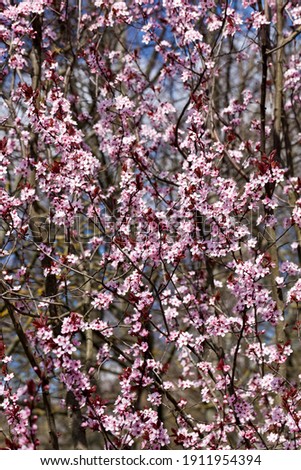 beautiful illuminated by sunlight fresh cherry blossoms in the spring season, cherry flowers of unusual pink color, decorative trees during blooming in the garden to decorate the territory,cherry 