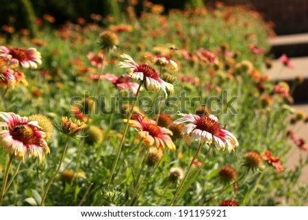 flower background field of flowers 
