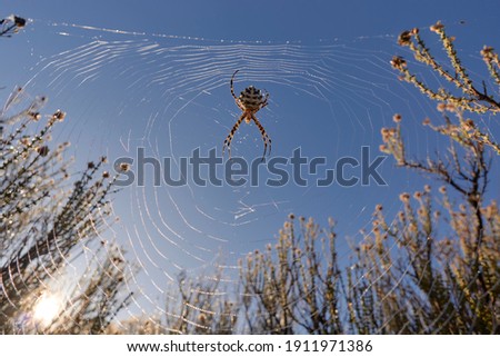tiger spider (Argiope lobata) on a spider web with drops of water at sunrise in Malaga. Andalusia, Spain