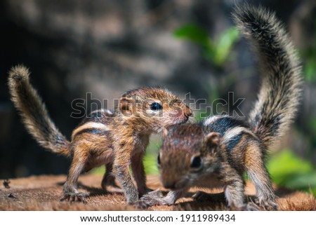 Small Pet Squirrels playing together outside, cute and adorable orphan squirrel babies barely can walk and climb, fluffy tails up in the air, three striped palm squirrels front view photograph