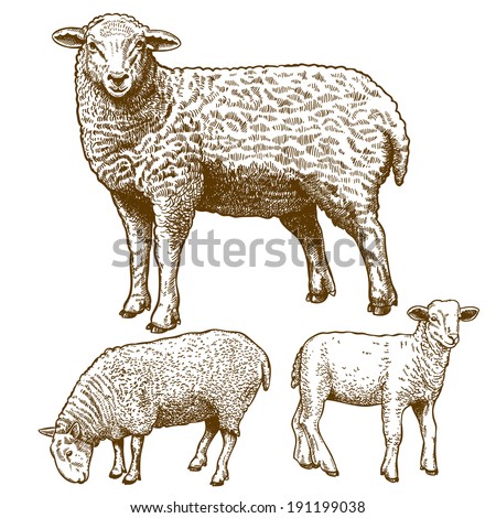 vector illustration of engraving three sheep on white background Royalty-Free Stock Photo #191199038