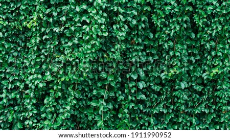 Full screen green leaf background