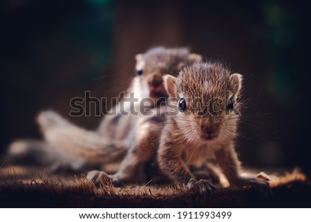 Small sibling squirrel baby rides big brothers back, cute adorable animal-themed photograph, three-striped palm squirrel babies are abandoned by parents after birth, wondering and playing together,