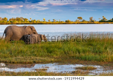 Elephants in the swamps of the Okavango-Delta