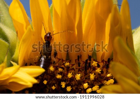 An earwig in on a summer sunflower 