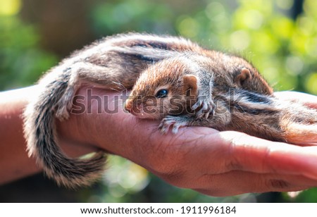 Taking care of two abandoned newborn squirrel babies. Cute and cuddly three-striped palm baby squirrels, innocence, and caring hand concept photograph. Resting in the warmth of a young girls hand,