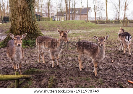 A group of deer standing on top of a grass covered field. High quality photo