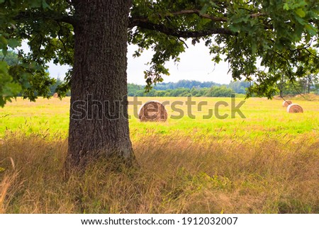 summer landscape. in the photo, a green field and sheaves of hay, in the foreground an oak tree, in the background a forest