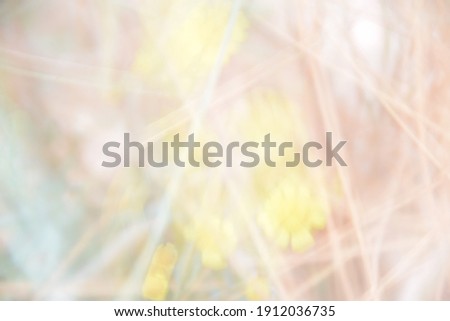 Abstract and very soft picture of a yellow flower in the sand of the Wadi Rum Desert, Jordan