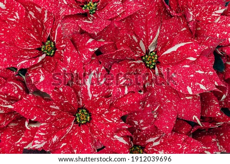 A top view of the beautifully blossomed red Poinsettia flowers with white spots Royalty-Free Stock Photo #1912039696