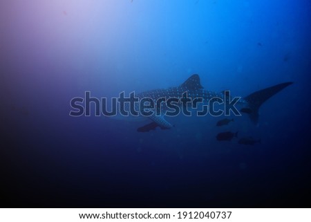 Big huge whale shark swimming deep underwater view from side