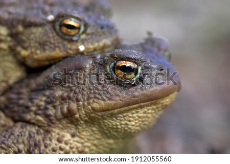 Close up isolated head portrait of the mating Common Toads with the focus on the eye of the female on the front