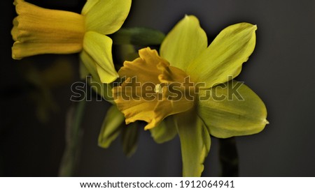Photo with a picture of a yellow daffodil flower.