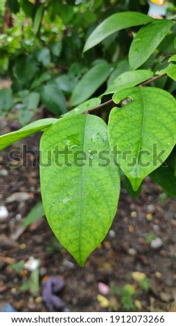 The picture of star fruit's tree