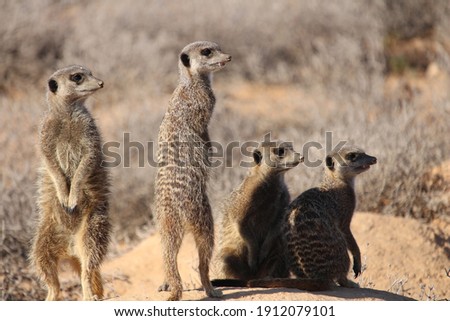 group of four meerkats standing on a hill enjoying the morning sun and watching out for enemies.