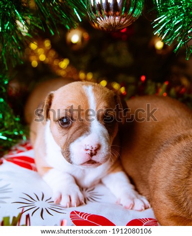 An adorable American Staffordshire Terrier puppy with Christmas decorations
