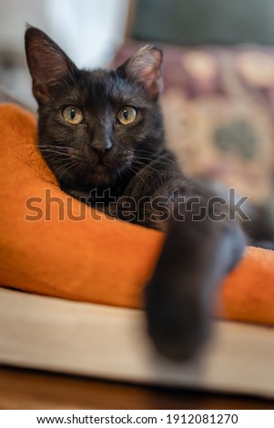 Vertical composition. black cat with green eyes lying on an orange blanket, looks at the camera. close up