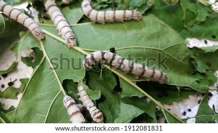 View of silkworm on green mulberry leaf. It is the larva or caterpillar of the domestic silkmoth, Bombyx mori. It is an economically important insect, being a primary producer of silk. Royalty-Free Stock Photo #1912081831