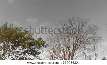 autumn trees photography sky background 