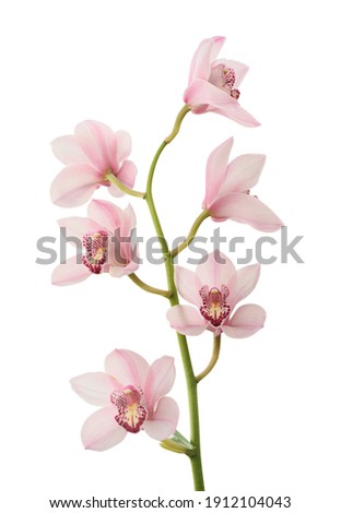 Pink orchid. Lovely tropical flower isolated on white. Save path. Royalty-Free Stock Photo #1912104043