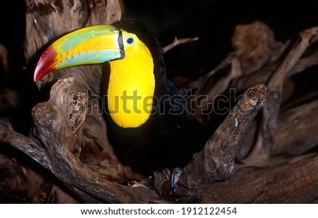 The keel-billed toucan (Ramphastos sulfuratus), also known as sulfur-breasted toucan or rainbow-billed toucan, is a colorful Latin American member of the toucan family.